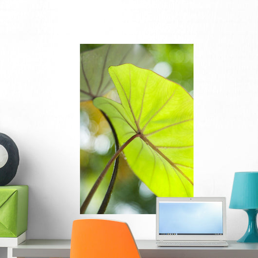 USA, Close-Up Of Taro Leaf Wall Mural