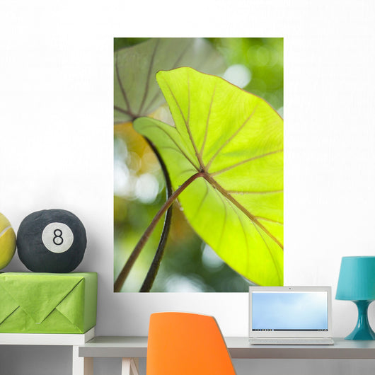 USA, Close-Up Of Taro Leaf Wall Mural