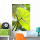 USA, Close-Up Of Taro Leaf Wall Mural