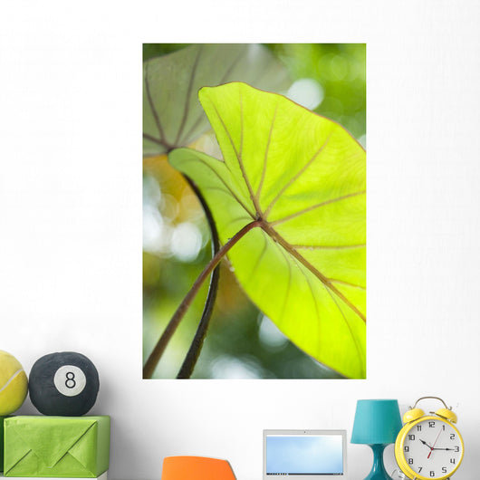 USA, Close-Up Of Taro Leaf Wall Mural