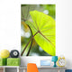 USA, Close-Up Of Taro Leaf Wall Mural