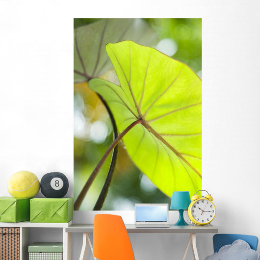USA, Close-Up Of Taro Leaf Wall Mural