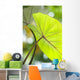 USA, Close-Up Of Taro Leaf Wall Mural
