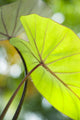USA, Close-Up Of Taro Leaf Wall Mural