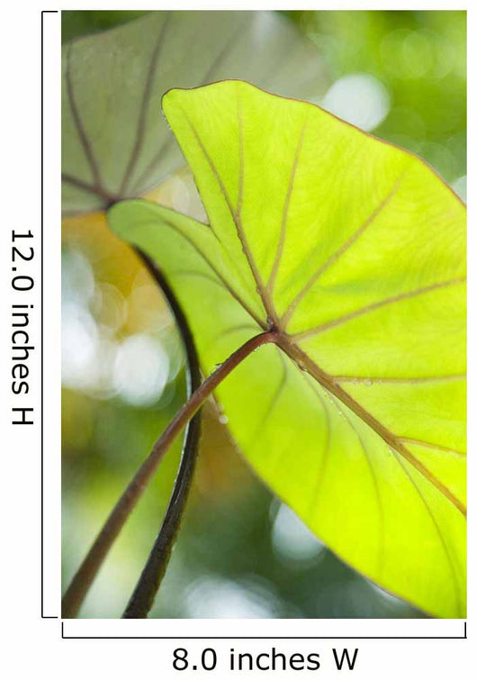 USA, Close-Up Of Taro Leaf Wall Mural