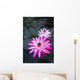 USA, Hawaii, Oahu, Pink Water Lilies at Kualoa Ranch Wall Mural
