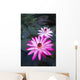 USA, Hawaii, Oahu, Pink Water Lilies at Kualoa Ranch Wall Mural