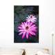 USA, Hawaii, Oahu, Pink Water Lilies at Kualoa Ranch Wall Mural
