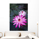 USA, Hawaii, Oahu, Pink Water Lilies at Kualoa Ranch Wall Mural