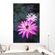 USA, Hawaii, Oahu, Pink Water Lilies at Kualoa Ranch Wall Mural