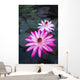 USA, Hawaii, Oahu, Pink Water Lilies at Kualoa Ranch Wall Mural