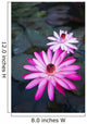 USA, Hawaii, Oahu, Pink Water Lilies at Kualoa Ranch Wall Mural