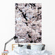 Japan, Cherry Blossom Season Wall Mural