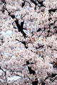 Japan, Cherry Blossom Season Wall Mural