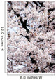 Japan, Cherry Blossom Season Wall Mural