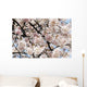 Japan, Cherry Blossom Season Wall Mural