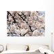 Japan, Cherry Blossom Season Wall Mural