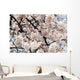 Japan, Cherry Blossom Season Wall Mural