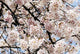 Japan, Cherry Blossom Season Wall Mural