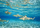 French Polynesia, Rangiroa, Blue Lagoon, Blacktip Reff Shark Wall Mural