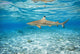 French Polynesia, Rangiroa, Blue Lagoon, Blacktip Reff Shark Wall Mural