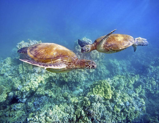 Hawaii, Two Green Sea Turtles, An Endangered Species Wall Mural