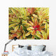 USA, Hawaii, Cluster Of Colorful Bromeliad Plants Wall Mural