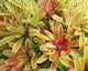 USA, Hawaii, Cluster Of Colorful Bromeliad Plants Wall Mural