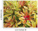 USA, Hawaii, Cluster Of Colorful Bromeliad Plants Wall Mural