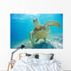 Mexico, Yucatan Peninsula, Green Sea Turtle An Endangered Species Wall Mural