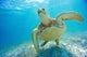 Mexico, Yucatan Peninsula, Green Sea Turtle An Endangered Species Wall Mural