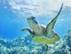 USA, Green Sea Turtle An Endangered Species Wall Mural