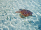French Polynesia, Bora Bora, Green Sea Turtle An Endangered Species Wall Mural