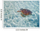 French Polynesia, Bora Bora, Green Sea Turtle An Endangered Species Wall Mural