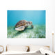 Mexico, Akumal, Green Sea Turtle An Endangered Species Wall Mural