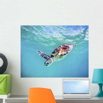 Hawaii Green Sea Turtle Wall Mural shown on a wall