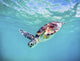 Hawaii, Green Sea Turtle An Endangered Species Wall Mural