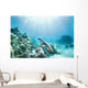 Hawaii, Green Sea Turtle An Endangered Species Wall Mural