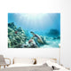 Hawaii, Green Sea Turtle An Endangered Species Wall Mural
