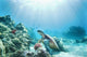 Hawaii, Green Sea Turtle An Endangered Species Wall Mural