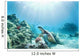 Hawaii, Green Sea Turtle An Endangered Species Wall Mural