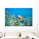 Hawaii, Green Sea Turtle An Endangered Species Wall Mural