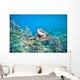 Hawaii, Green Sea Turtle An Endangered Species Wall Mural