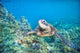 Hawaii, Green Sea Turtle An Endangered Species Wall Mural