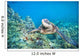 Hawaii, Green Sea Turtle An Endangered Species Wall Mural