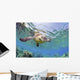 Hawaii, Green Sea Turtle An Endangered Species Wall Mural