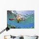 Hawaii, Green Sea Turtle An Endangered Species Wall Mural