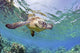 Hawaii, Green Sea Turtle An Endangered Species Wall Mural