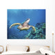 Hawaii, Green Sea Turtle An Endangered Species Wall Mural