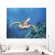 Hawaii, Green Sea Turtle An Endangered Species Wall Mural